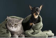 Prefeitura de BH planeja hospital veterinrio 24h e apoio a protetores