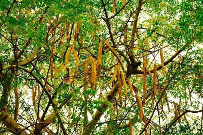 A moringa olefera  originria da ndia e todas as suas partes so aproveitveis, e suas folhas e sementes so ricas em nutrientes(foto: YouTube/Reproduo)