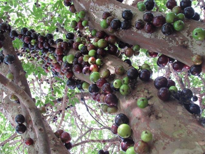 Vale lembrar que a jabuticaba não é encontrada em todos os meses do ano e que o tempo de colheita costuma ir de setembro a novembro(foto: Pixabay) Vale lembrar que a jabuticaba não é encontrada em todos os meses do ano e que o tempo de colheita costuma ir de setembro a novembro(foto: Pixabay)
