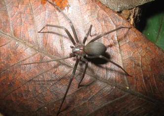 A aranha-marrom pode chegar a apenas 3 cm de comprimento, mas possui o veneno mais perigoso entre os aracnídeos que provocam acidentes domésticos nesta época do ano(foto: Tiago Porto/UFBA/Divulgação) A aranha-marrom pode chegar a apenas 3 cm de comprimento, mas possui o veneno mais perigoso entre os aracnídeos que provocam acidentes domésticos nesta época do ano(foto: Tiago Porto/UFBA/Divulgação)