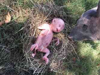 Entenda a verdade sobre o suposto porquinho que teria nascido com feies humanas numa fazenda em Altamira, no Par(foto: Facebook/djguegueoficial/Reproduo)