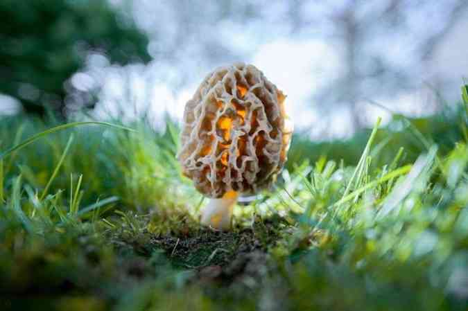 Apesar de ser comestvel o cogumelo Morchella  considerado txico se no for preparado da forma correta(foto: Pexels)