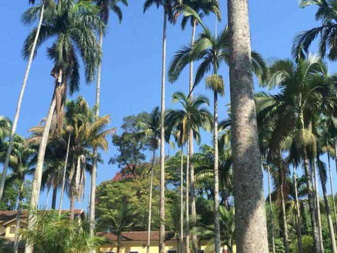 A palmeira imperial de 42,5 m, que pode ser a mais alta do mundo, foi descoberta no horto da cidade de Rio Claro (SP)(foto: Unesp Agência de Notícias/Reprodução)