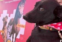 AdotaBH promove feira de ado��o de c�es e gatos na Arena MRV