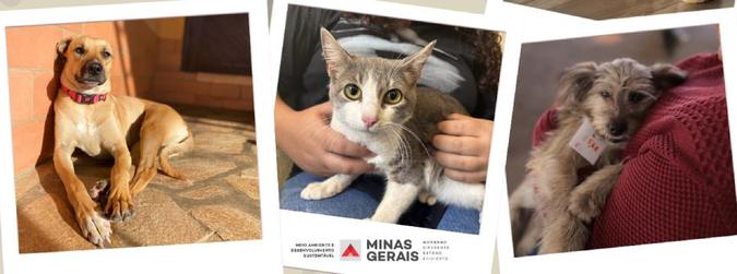 Estimativas nacionais indicam que mais de 30 milhes de ces e gatos vivem em situao de abandono ou semiabandonados no Brasil(foto: Sisema / Divulgao)