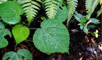 A planta australiana Gympie-gympie possui uma toxina muito perigosa que pode ser transmitida pelo toque e at pelo ar, acredita?(foto: Australian Geographic/Reproduo)