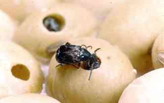 Os carunchos, tambm chamados de gorgulhos, so besouros minsculos que vm junto com sementes ou farinceos(foto: Agrolink.com.br/Reproduo)
