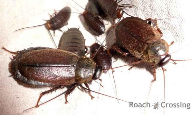 Roachcrossing.com/Reprodução Roachcrossing.com/Reprodução