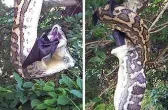 Numa cena tpica do Animal Planet, casal australiano flagra uma cobra pton devorando uma raposa voadora, o maio tipo de morcego que existe no mundo(foto: YouTube/Reproduo)
