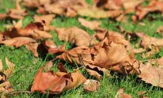 Muito alm das folhas secas, o Outono traz consigo mudanas climticas que atrapalham a vida de quem sofre com problemas respiratrios(foto: Pixabay)