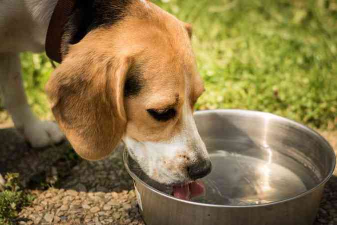Assim como os seres humanos, cachorros e gatos so afetados pela umidade relativa do ar(foto: Pixabay)