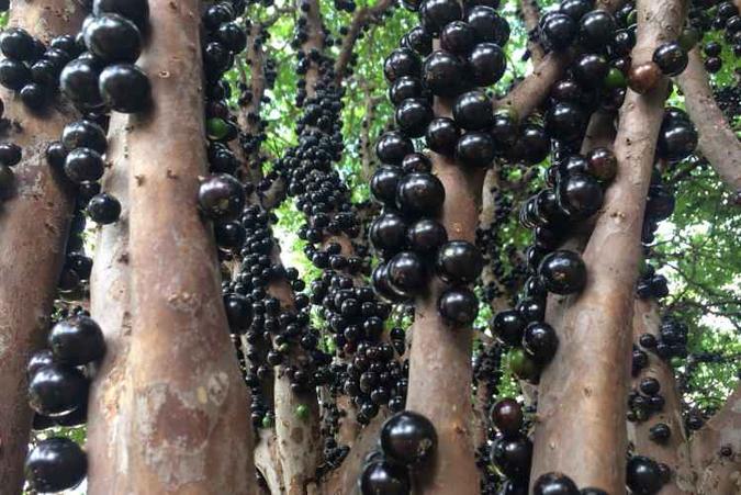 A cidade de Sabará recebe a 33ª edição do Festival da Jabuticaba, a partir de sexta (15 de novembro)(foto: Paulo Silveira/Unsplash/Divulgação) A cidade de Sabará recebe a 33ª edição do Festival da Jabuticaba, a partir de sexta (15 de novembro)(foto: Paulo Silveira/Unsplash/Divulgação)