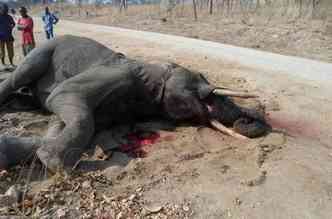 Segundo a porta-voz da Autoridade Nacional de Parques e Vida Selvagem do Zimbabu, os animais foram envenenados com cianeto para retirada do marfim(foto: Facebook/Matusadona Anti Poaching Project/Reproduo)