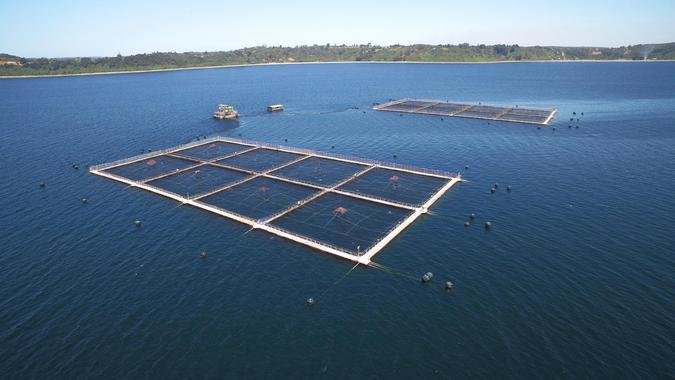 Nos Centros Mar, esp�cies de fazendas de cultivo em alto-mar, os peixes ficam at� alcan�arem o peso ideal para o abate (foto: AquaChile/Divulga��o)
