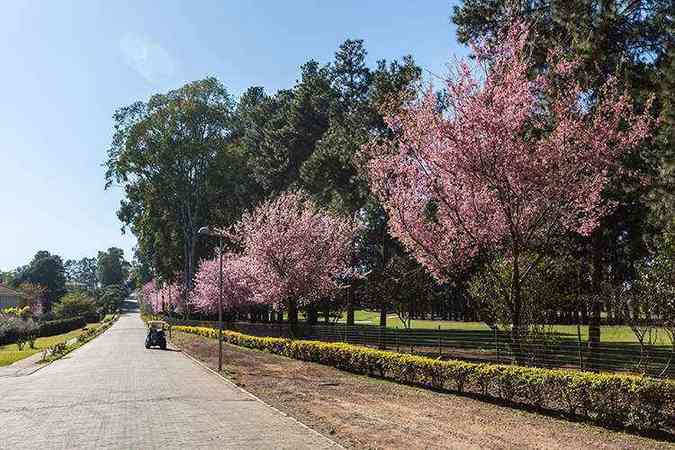 As belssimas cerejeiras do Sr. Miura no condomnio Morro do Chapu, em Nova Lima(foto: Hugo Cordeiro/Divulgao)