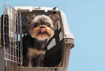 Advogado explica regras para viagens areas com animais de estimao