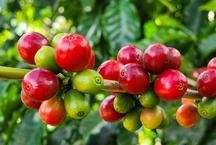 Exporta��es do agro mineiro alcan�am recorde de US$ 18,1 bilh�es