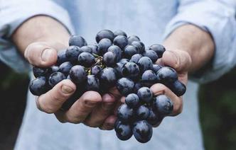 Você costuma deixar de engolir os caroços das frutas, especialmente da uva e da jabuticaba, com medo de ter apendicite?(foto: Pixabay) Você costuma deixar de engolir os caroços das frutas, especialmente da uva e da jabuticaba, com medo de ter apendicite?(foto: Pixabay)