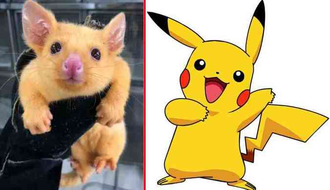 Pikachu é uma espécie fictícia pertencente à franquia de mídia