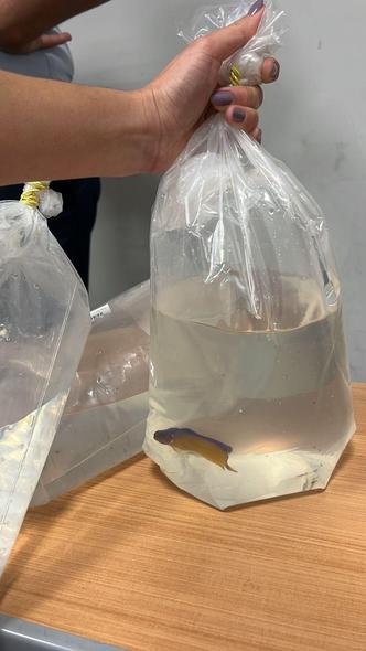 Peixe embalado em saco plástico foi encontrado em bagagem de passageiro(foto: BH Airport/Divulgação) Peixe embalado em saco plástico foi encontrado em bagagem de passageiro(foto: BH Airport/Divulgação)