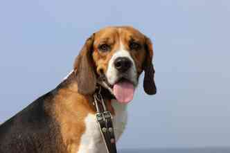 Estudo americano associa a saliva do cachorro a benefcios para o organismo humano, porm, especialista no confirma essa teoria(foto: Pixabay)