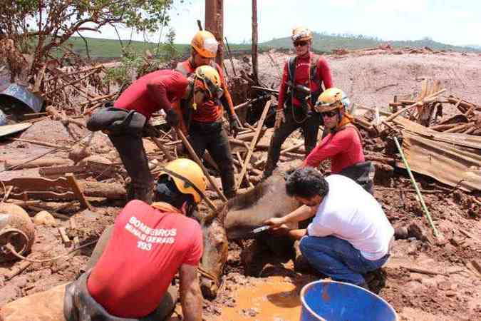 Junto ao Corpo de Bombeiros, o veterinário Marcos de Mourão Motta ajudou no resgate de vários animais após o rompimento da barragem em Mariana: 