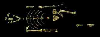 Em 1974, o paleontlogo americano Donald Johanson encontrou quase um esqueleto completo de uma mulher que teria vivido h 3,5 milhes de anos(foto: Internet/Reproduo)