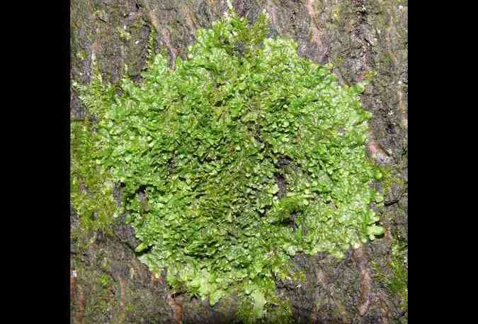 A radula, planta muito comum na Nova Zelndia, Costa Rica e Japo, possui uma substncia que tem o mesmo efeito do canabidiol da maconha(foto: Pixabay)