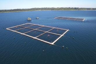 Do Chile a BH: a rota do salm�o que chega ao seu prato