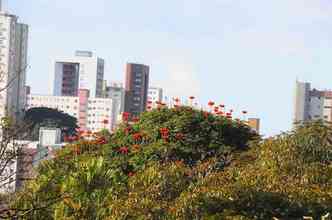 Segundo levantamento que est sendo feito pela Prefeitura de Belo Horizonte (PBH), a sibipiruna  a rvore florfera mais comum das ruas e avenidas da cidade(foto: Flickr/PBH/Ado de Souza/Reproduo)