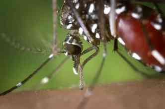 Sabia que o temido mosquito Aedes aegypti tambm  responsvel pela transmisso da febre amarela, especialmente nos centros urbanos?(foto: Pixabay)