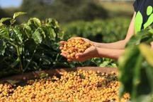 Bioma Caf� conquista pr�mios e refor�a modelo sustent�vel no Alto Parana�ba