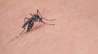 Segundo as autoridades do Texas (EUA), o estado possui condies apropriadas para a proliferao do mosquito Aedes aegypti(foto: Pixabay)
