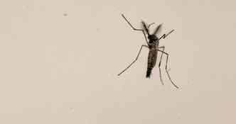 Os mosquitos Aedes aegypti que trazem a bactria Wolbachia se tornam incapazes de serem infectados pelos vrus da zika, da dengue e da chikungunya(foto: Marcos Santos/USP Imagens/Divulgao)