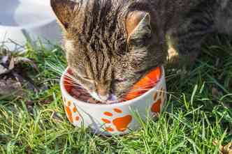 Cuidado com alguns alimentos, que são considerados tóxicos para os gatos, como uva e chocolate(foto: Pixabay)
