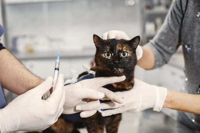Vacina é destinada a cães e gatos a partir dos três meses de idade(foto: Freepik) Vacina é destinada a cães e gatos a partir dos três meses de idade(foto: Freepik)