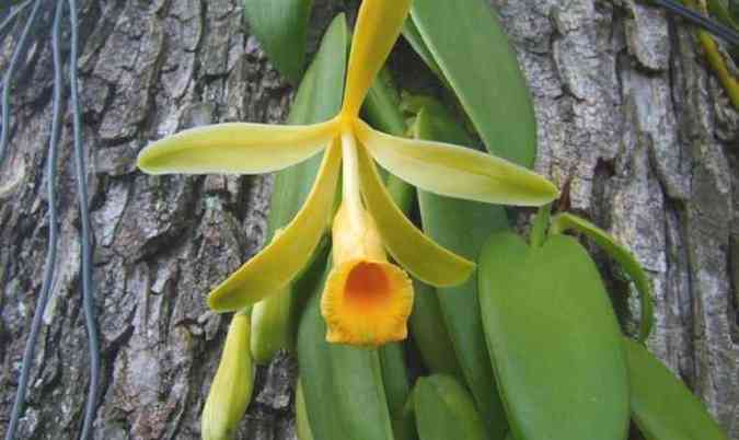 A forma original de se obter o sabor de baunilha  usando a fava da orqudea Vanilla planifolia(foto: Celestialgarden.org/Reproduo)