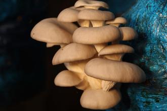 De produo artesanal a startups, cultivo de cogumelos impulsiona mercado em Minas