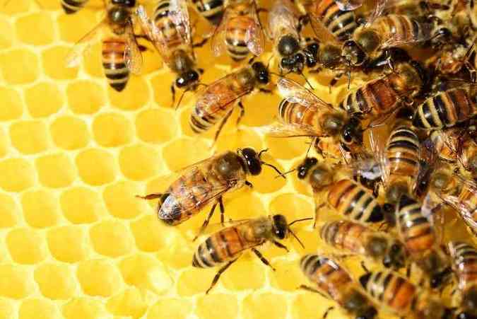 As abelhas coletam resina das plantas e a transformam em prpolis graas a enzimas contidas em sua saliva(foto: Pixabay)