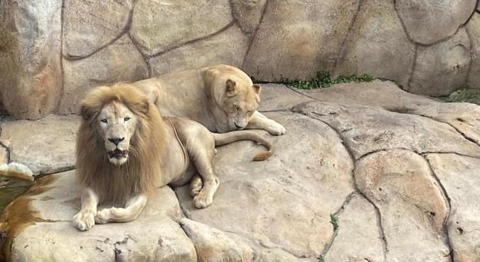 Os felinos vieram do Parque Beto Carrero World, em Santa Catarina, e já estão em seu recinto definitivo, na área de visitação(foto: Lilian Karnopp/Divulgação) Os felinos vieram do Parque Beto Carrero World, em Santa Catarina, e já estão em seu recinto definitivo, na área de visitação(foto: Lilian Karnopp/Divulgação)