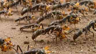 Um estudo curioso feito na Sua descobriu que as formigas da espcie matabele so capazes de reconhecer as companheiras feridas em 