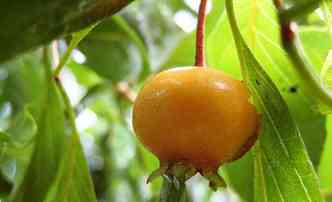 A gabiroba ou ara-congonha  nativa do cerrado e muito rica em vitamina C(foto: Damaplantas.com.br/Reproduo)