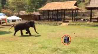 Assim que percebe o tratador cado no cho, a elefanta corre para 'resgatar' o 'amigo'(foto: YouTube/Reproduo)