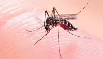 Muita gente acha que ao ser infectada pelo zika vrus, no corre mais o risco de contrair a doena. Mas, isso  um mito(foto: Pixabay)