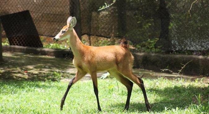  O cervo-do-pantanal � o maior cerv�deo da Am�rica Latina(foto: Suziane Brugnara)