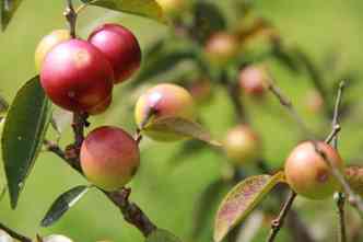 Como mostra o estudo canadense, a camu-camu, fruta tpica da floresta amaznica,  muito rica em vitamina C e pode ajudar a combater a obesidade(foto: Wikimedia/Reproduo)