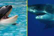 Quem disse que o temor dos mares é o grande tubarão branco?