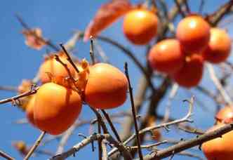 Sabia que o caqui  rico em vitamina C e E, licopeno e fibras? Pois , essa fruta  tpica do outono e faz muito bem para o organismo(foto: Pixabay)