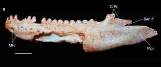 Os pedaos de mandbula encontrados pelos pesquisadores no Paran ajudaram a definir o animal como sendo o primeiro acrodonte pr-histrico registrado em nosso continente(foto: Tiago Simoes and Adriano Kury/Reproduo)