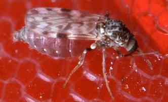 A mosca Culicoides paraensis, conhecida como maruim, pode transmitir a febre oropouche, muito comum na Amaznia(foto: Wikimedia/Reproduo)